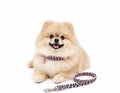 LEOPARD LEASH & COLLAR